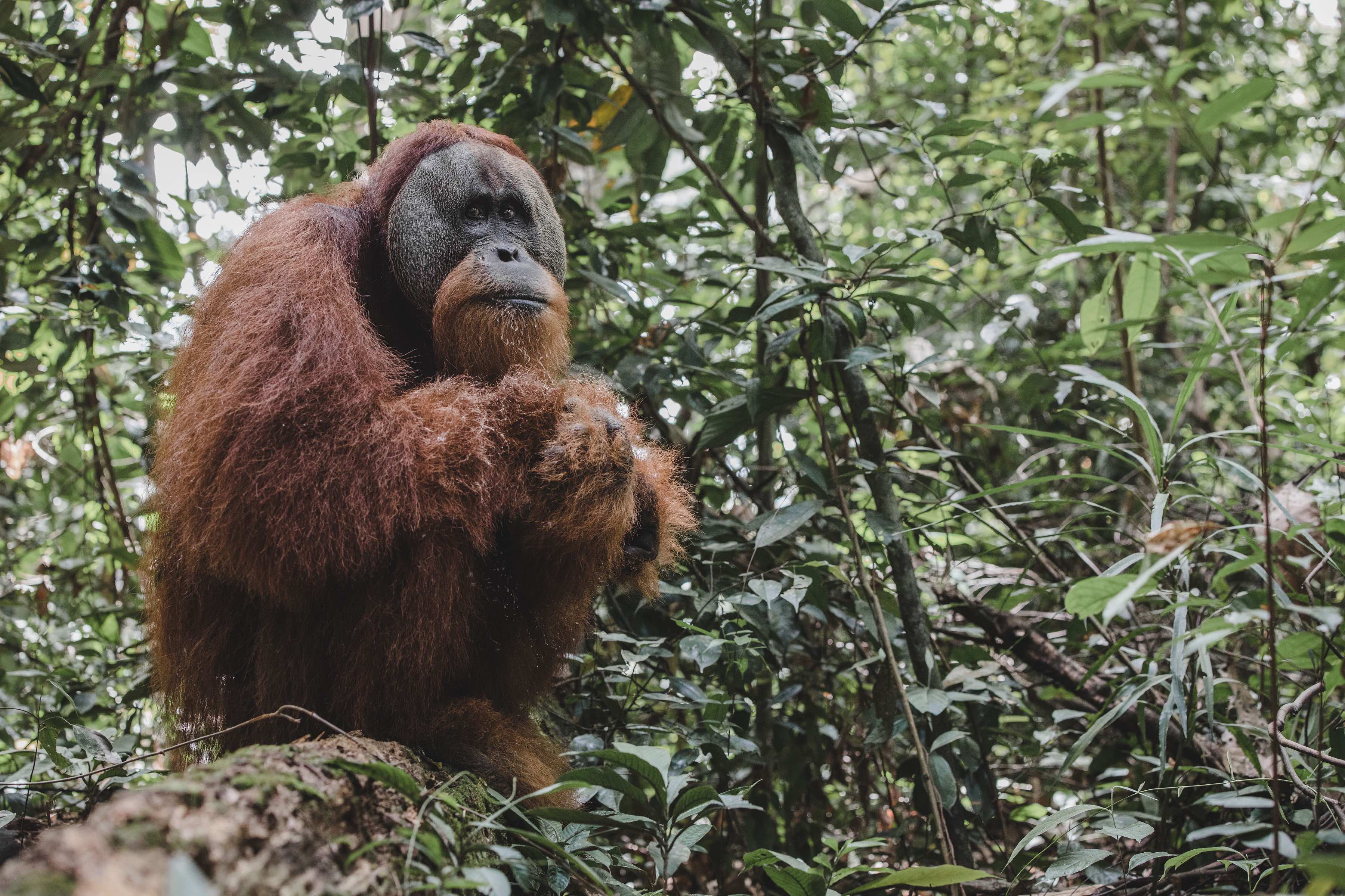 Keystone species, Predator-prey relationships, Ecosystem balance,  Biodiversity