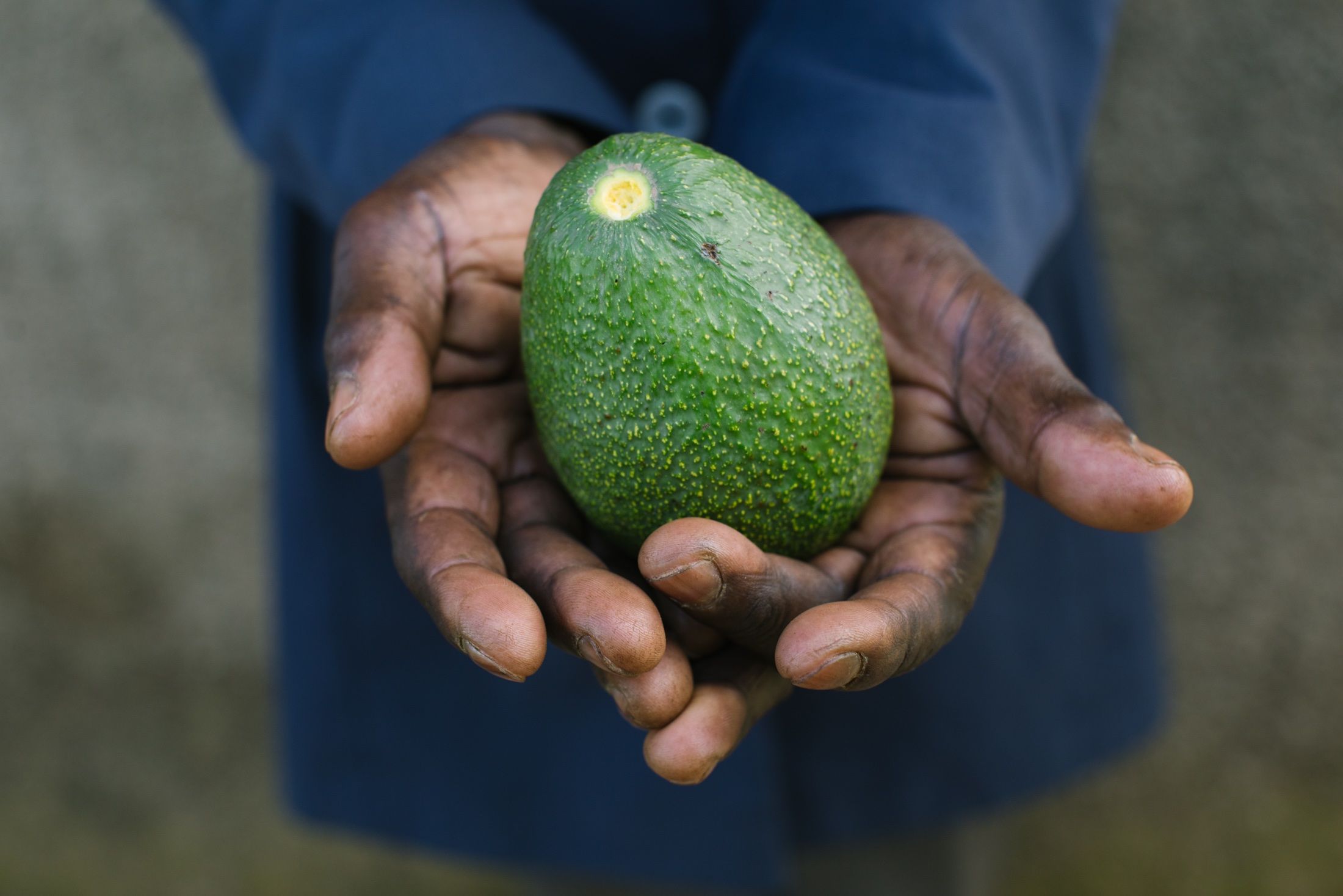 Farmer holding an avocado 