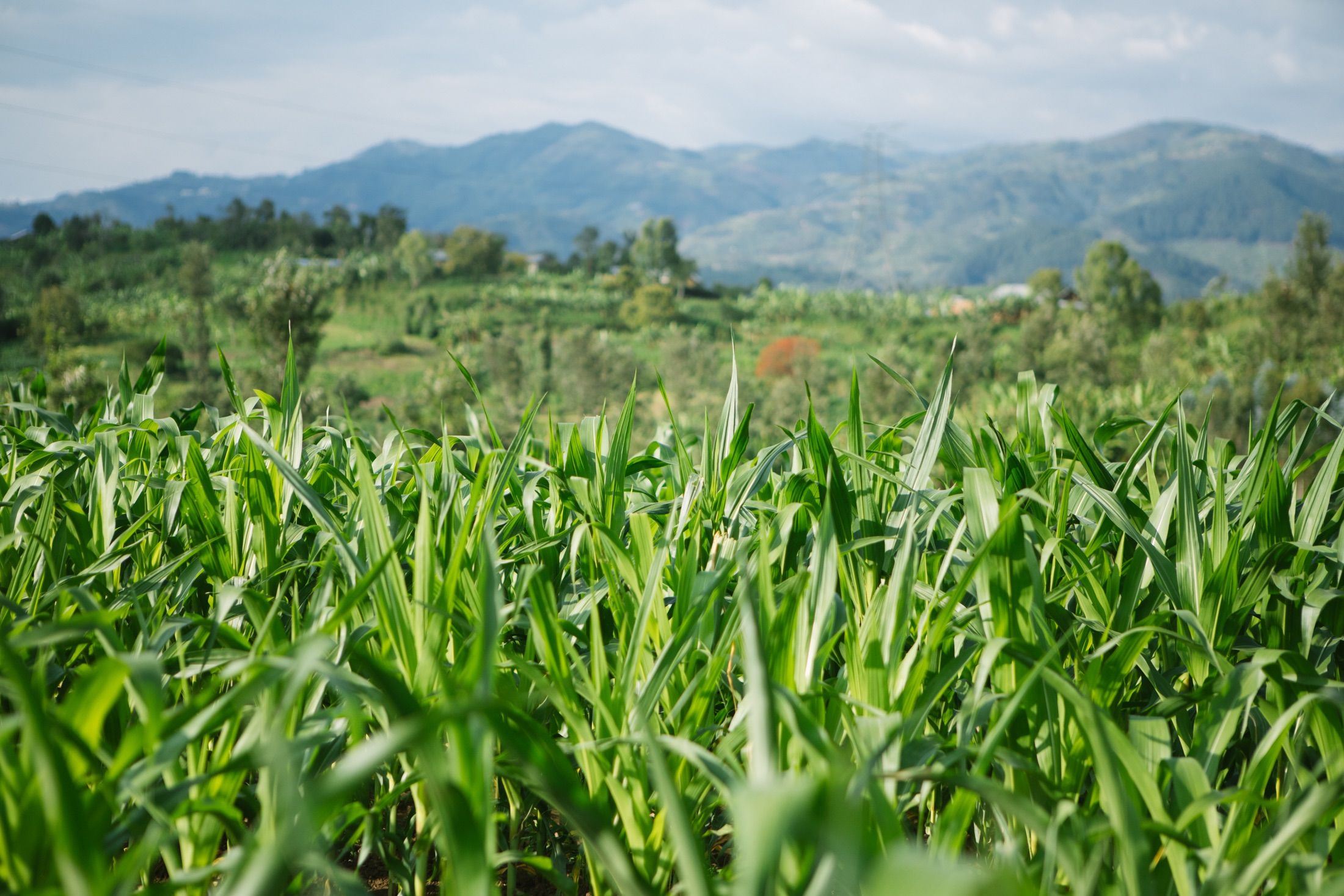 Hillsides of Rwanda