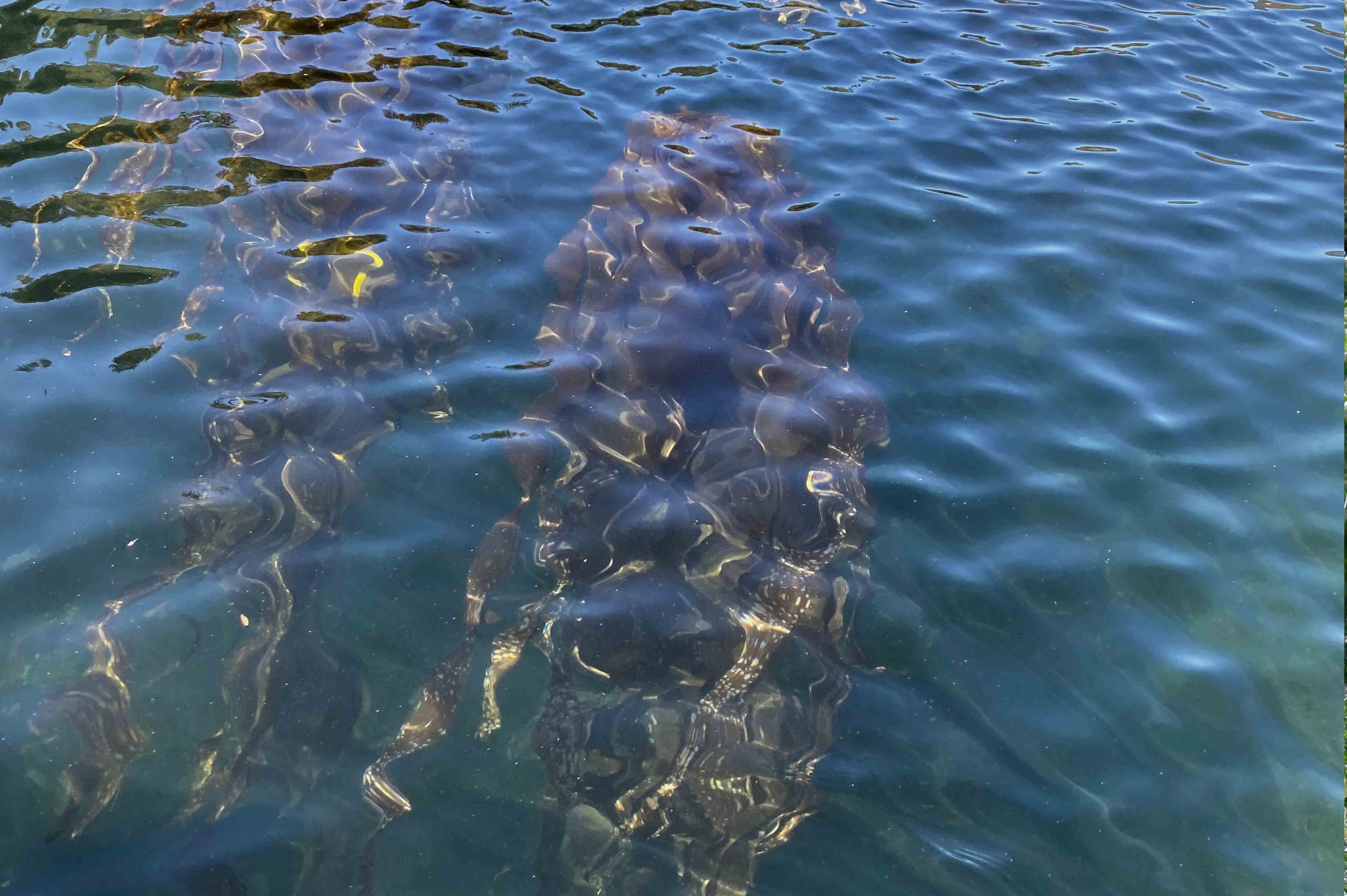 Successful kelp out-planting requires a suitable shoreline.