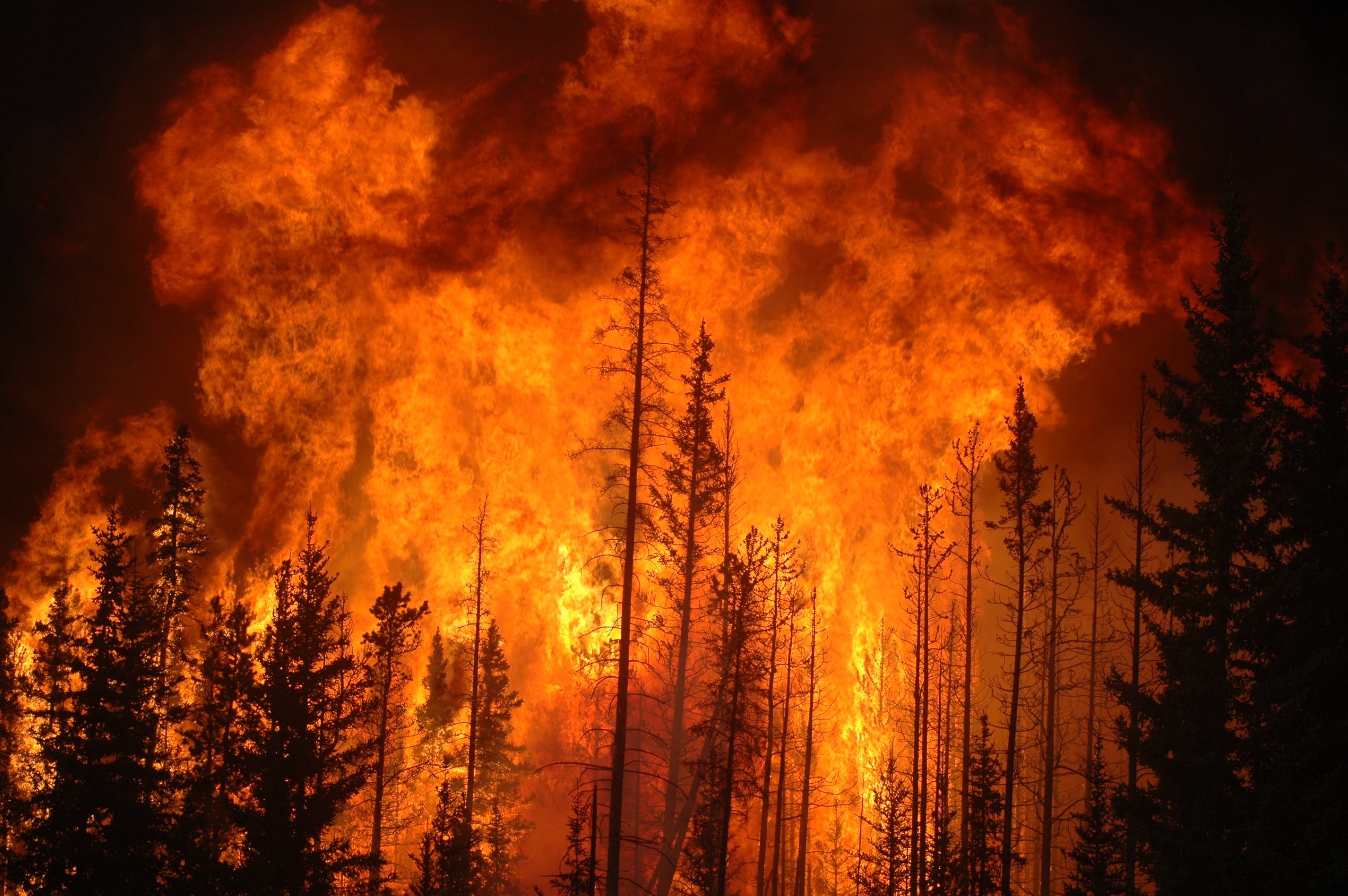 Planting Site_Cariboo Wildfires (1).jpeg