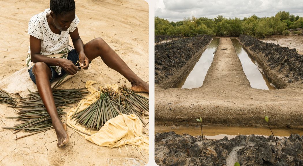 Mangrove Crisis