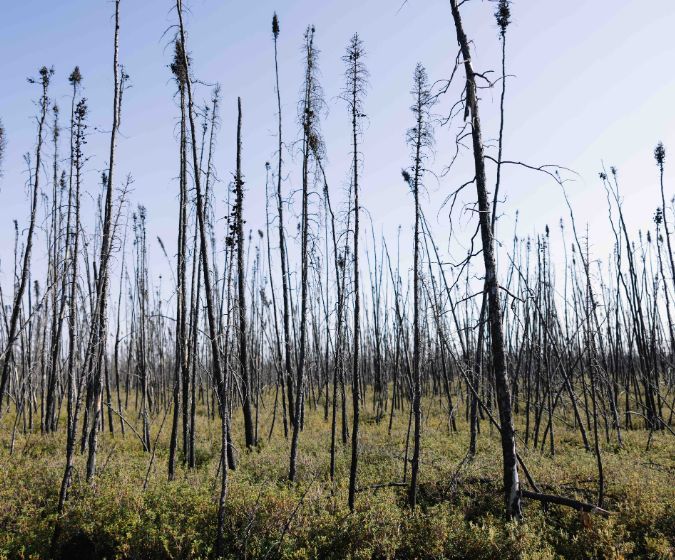 Post Wildfire Forest