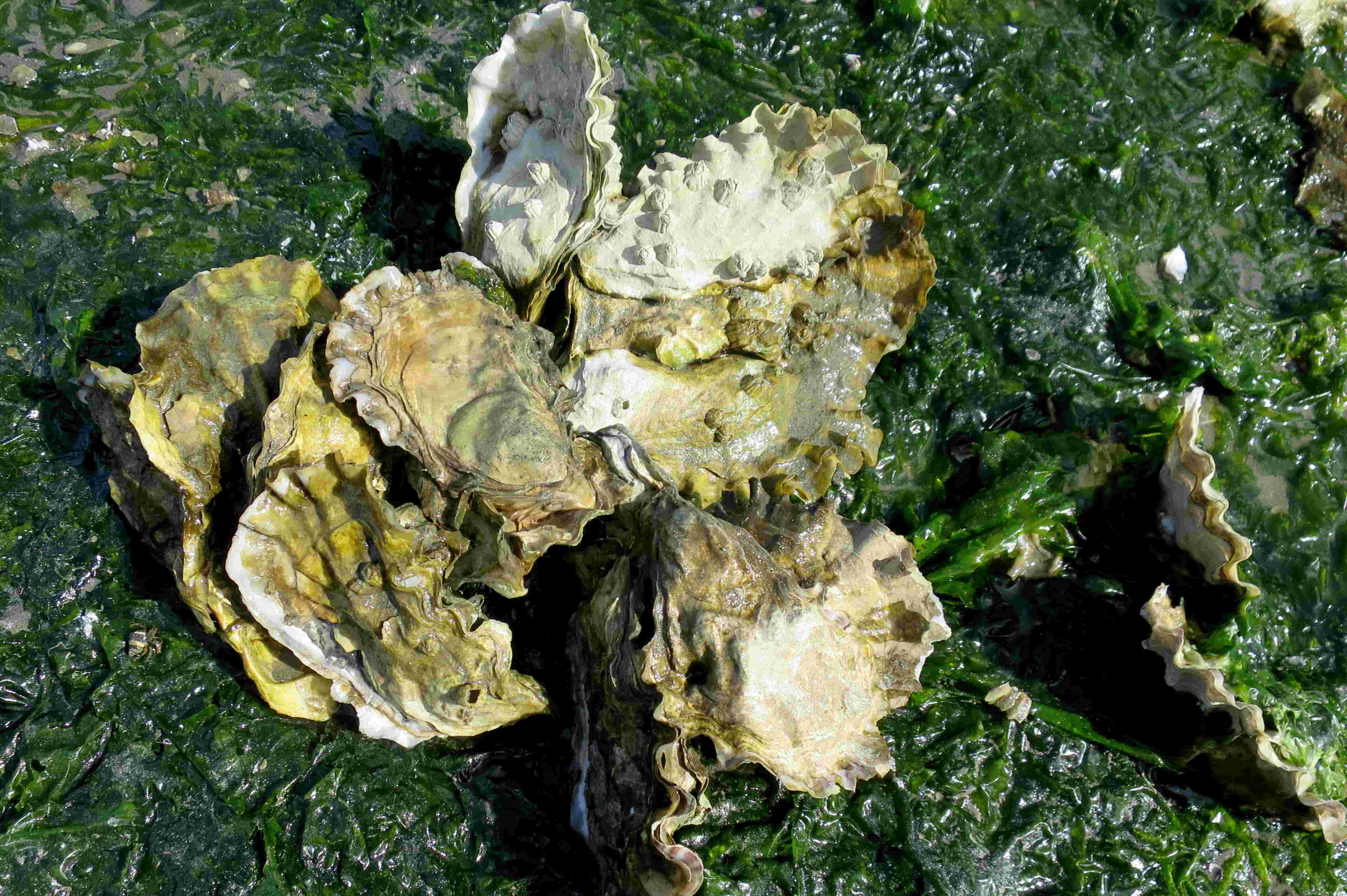 Pacific Coast Oysters